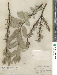 Salix barclayi image