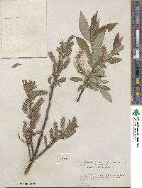 Salix barclayi image