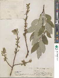 Salix barclayi image