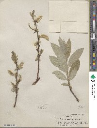 Salix barclayi image