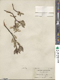 Salix barclayi image