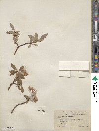 Salix barclayi image