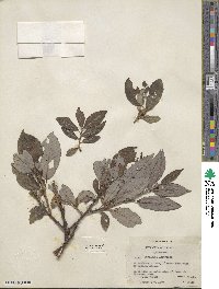 Salix barclayi image