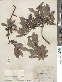 Salix barclayi image