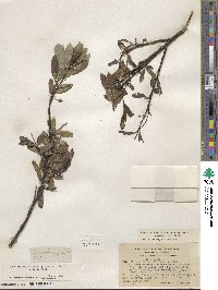 Salix barclayi image