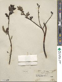 Salix barclayi image