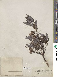 Salix barclayi image