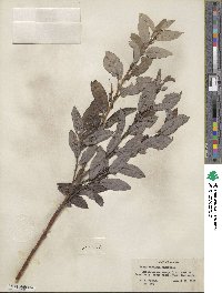 Salix barclayi image