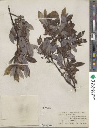 Salix barclayi image