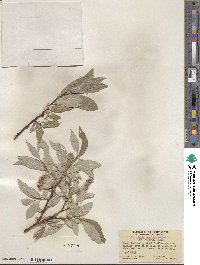 Salix barclayi image