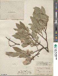 Salix barclayi image