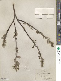 Salix barclayi image