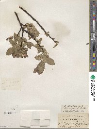 Salix barclayi image