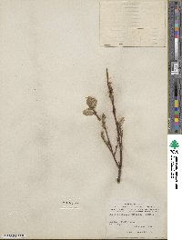 Salix barclayi image