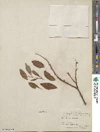 Salix barclayi image