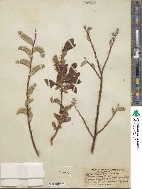 Salix barclayi image