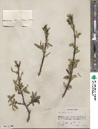 Salix barclayi image