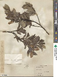 Salix barclayi image