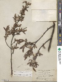 Salix barclayi image