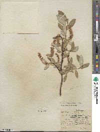 Salix barclayi image