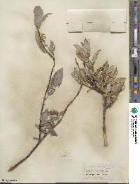 Salix barclayi image