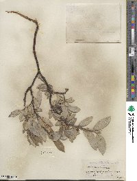 Salix barclayi image