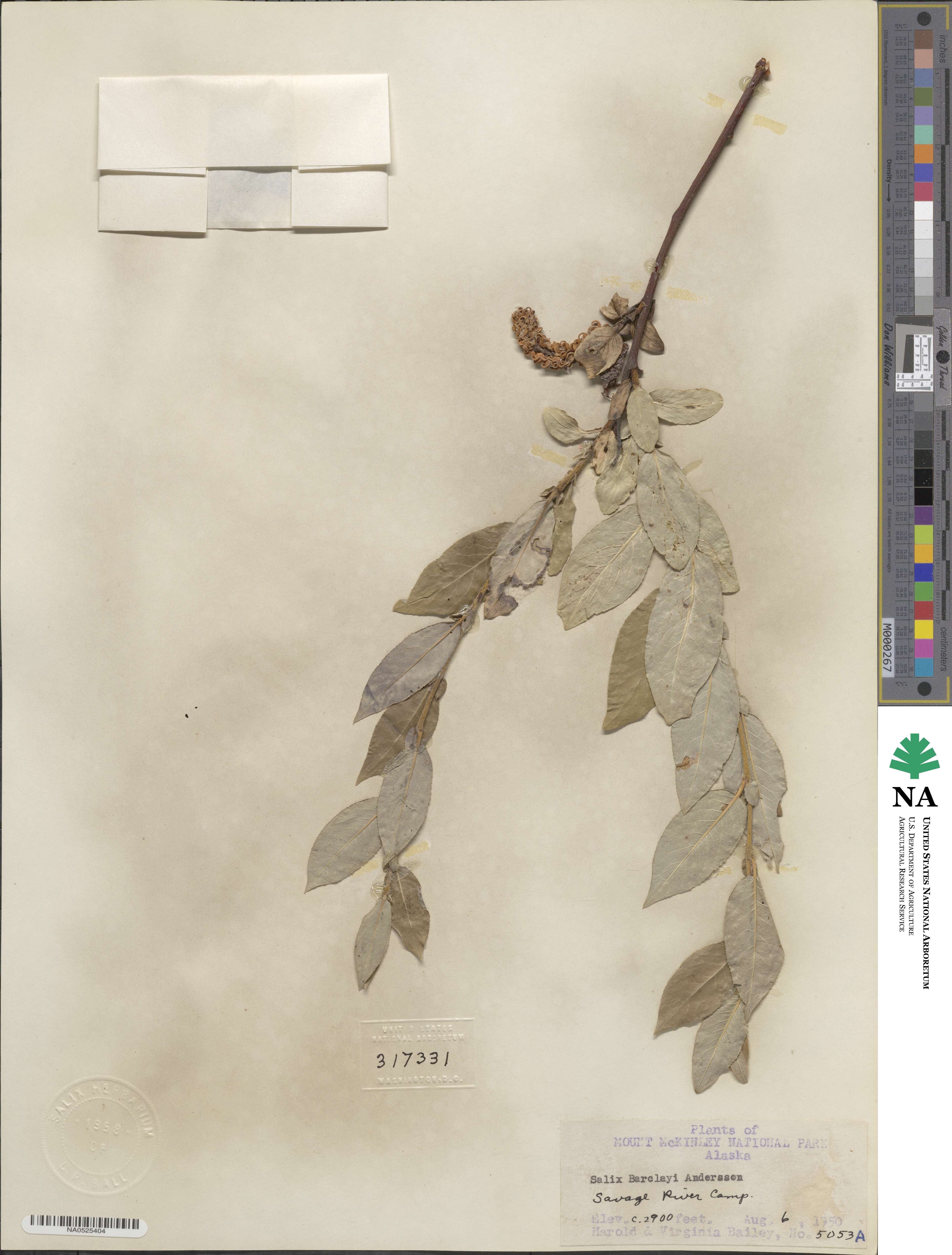 Salix barclayi image