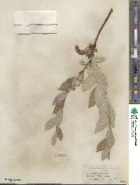 Salix barclayi image