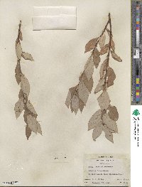 Salix barclayi image