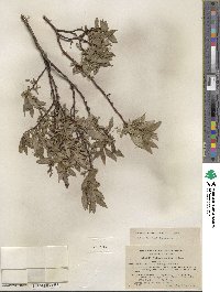 Salix barclayi image