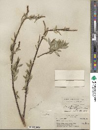 Salix barclayi image