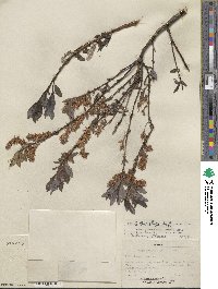 Salix barclayi image