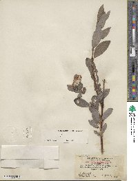 Salix barclayi image