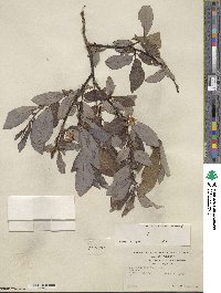 Salix barclayi image