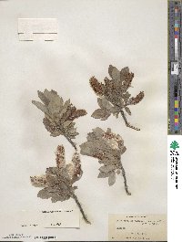 Salix barclayi image