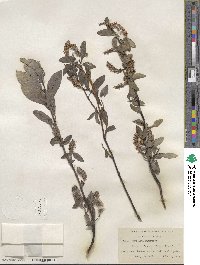 Salix barclayi image