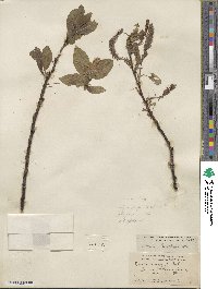 Salix barclayi image