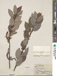 Salix barclayi image