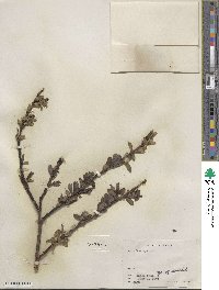 Salix barclayi image