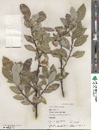 Salix barclayi image