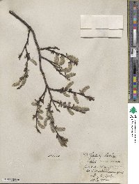 Salix barclayi image