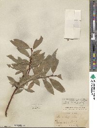 Salix barclayi image