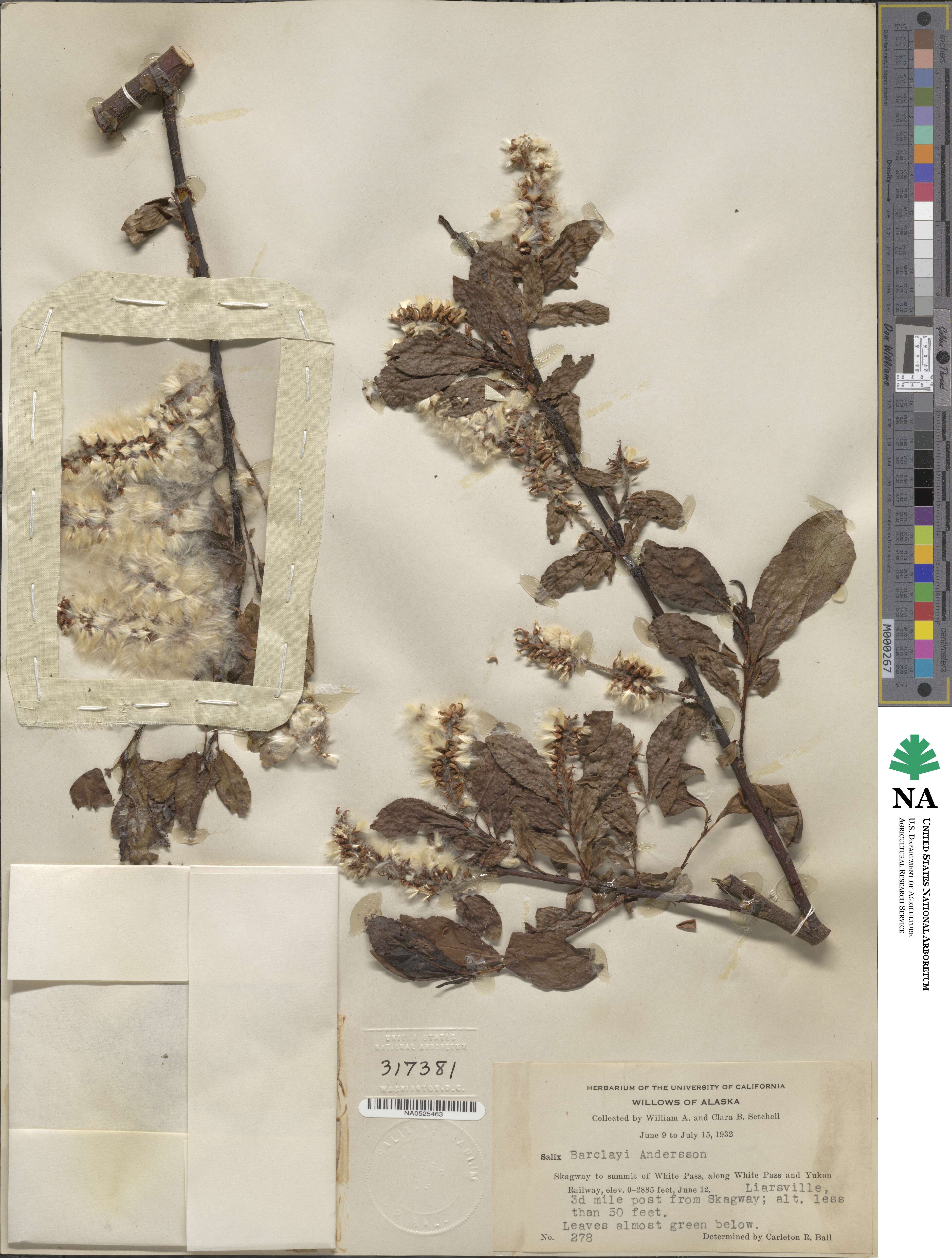 Salix barclayi image