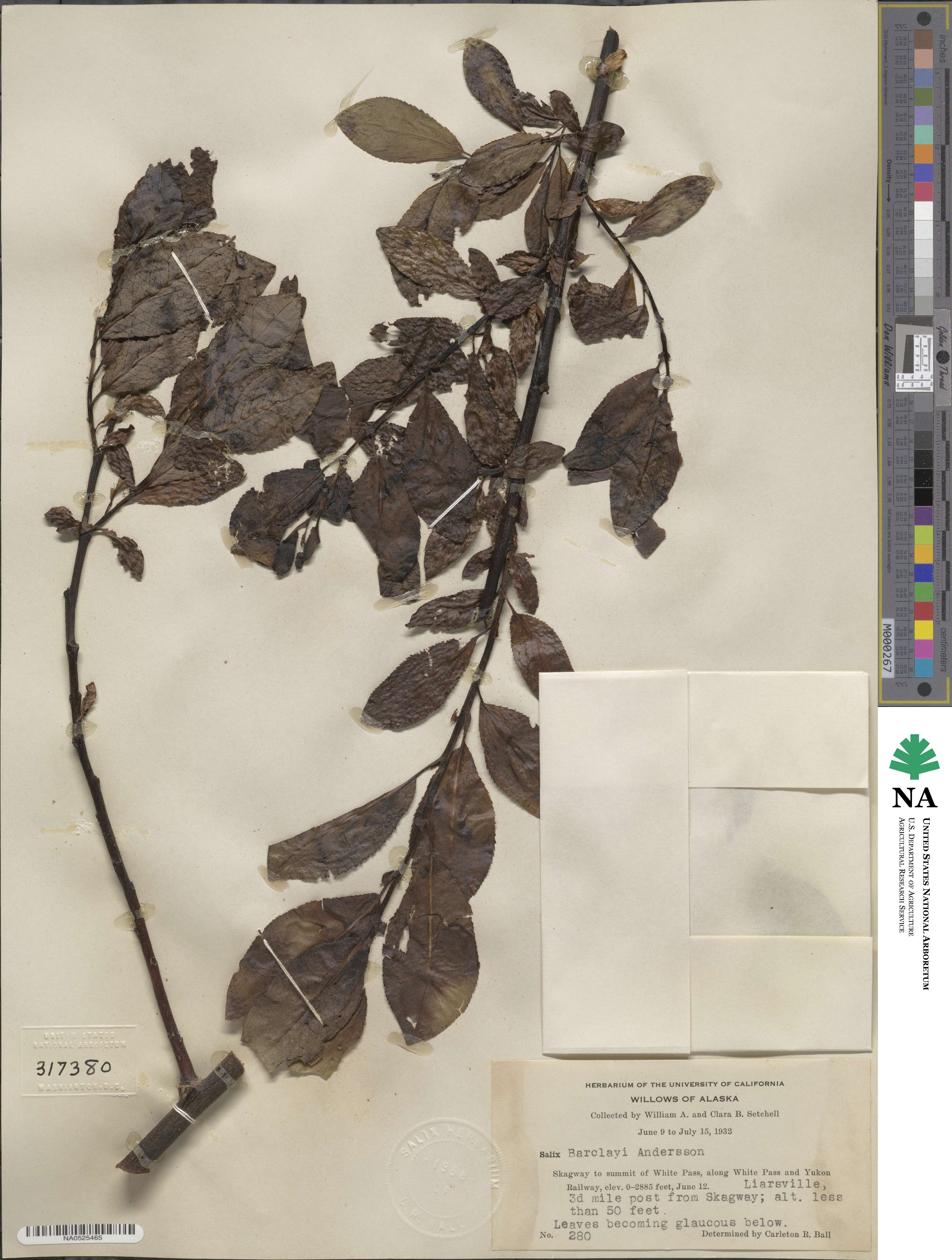Salix barclayi image