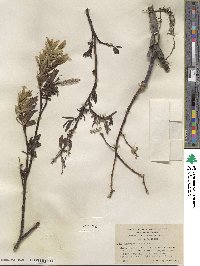 Salix barclayi image