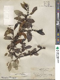 Salix barclayi image