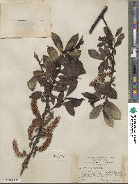 Salix barclayi image