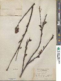 Salix barclayi image