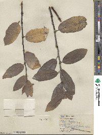 Salix barclayi image