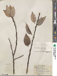 Salix barclayi image